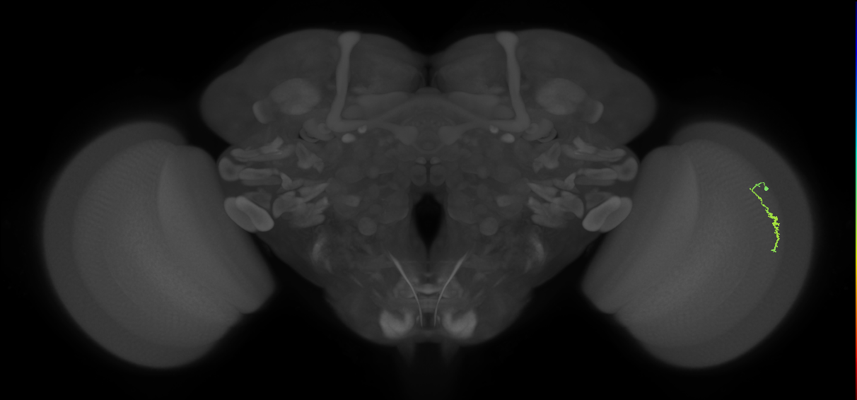 Dm3a_R (MaleCNS:137380)