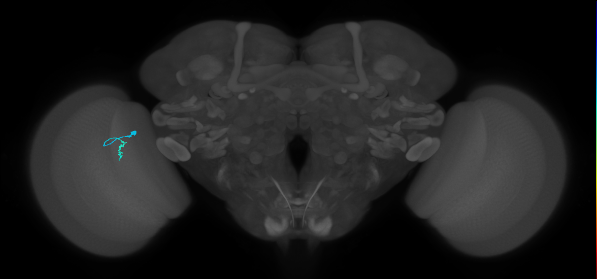 Dm3a_L (MaleCNS:581057)