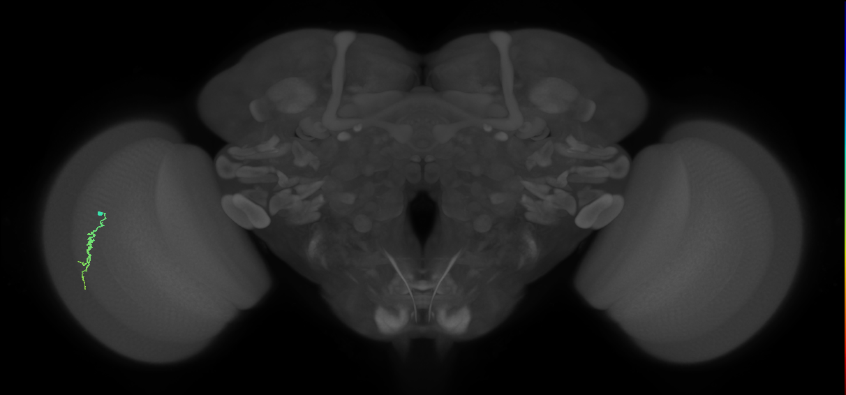 Dm3a_L (MaleCNS:123884)