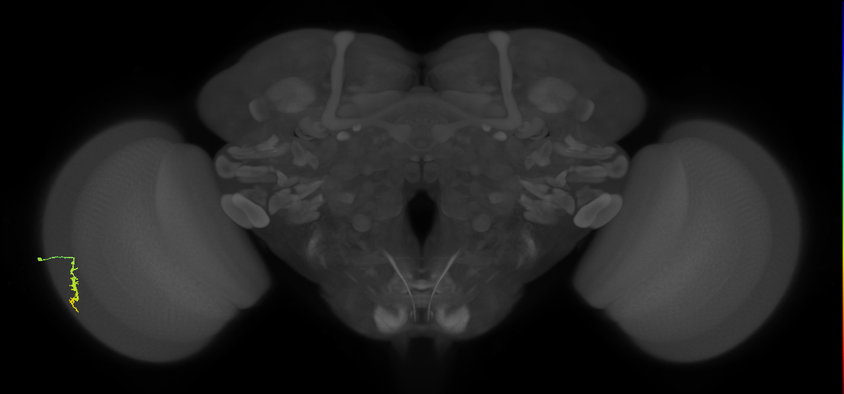 Dm3a_L (MaleCNS:531842)