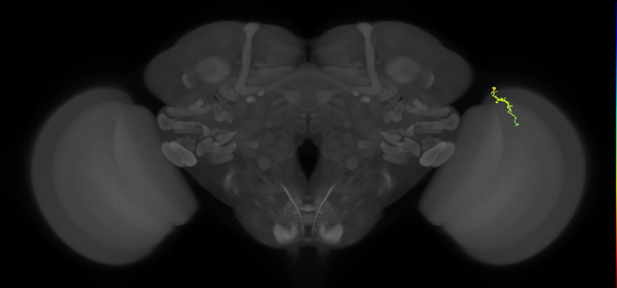Dm3a_R (MaleCNS:152956)
