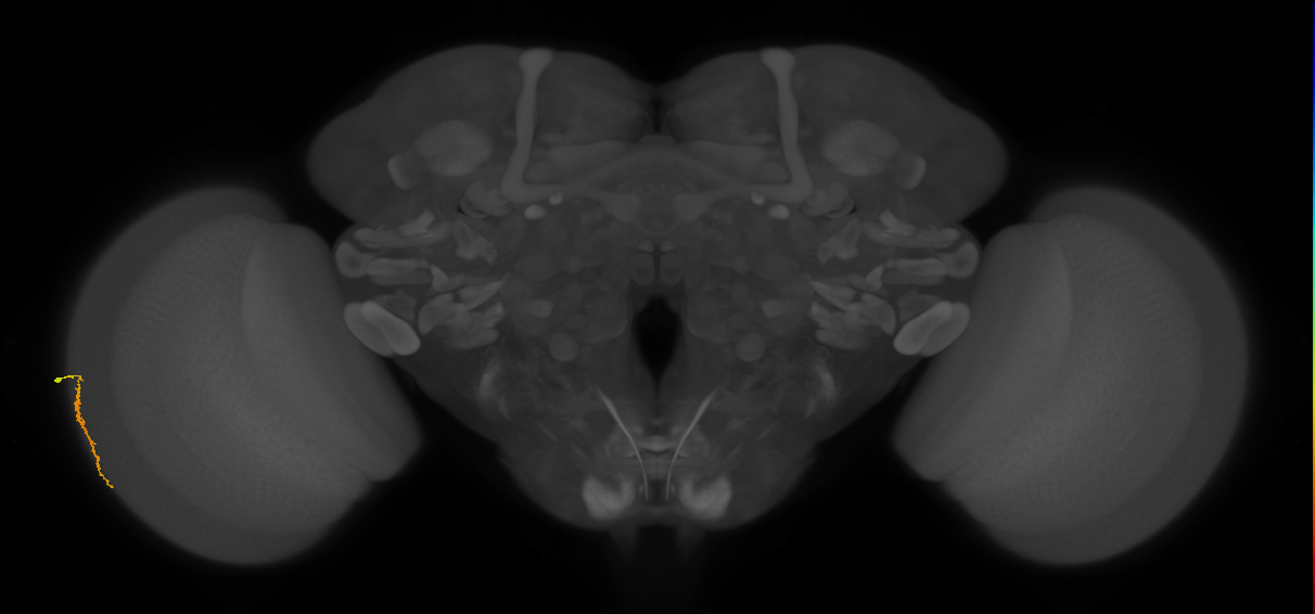 Dm3a_L (MaleCNS:212468)