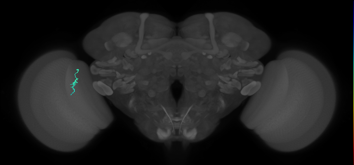 Dm3a_L (MaleCNS:223338)