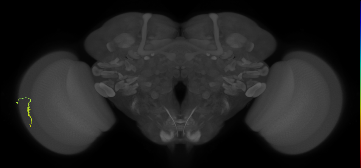 Dm3a_L (MaleCNS:533158)