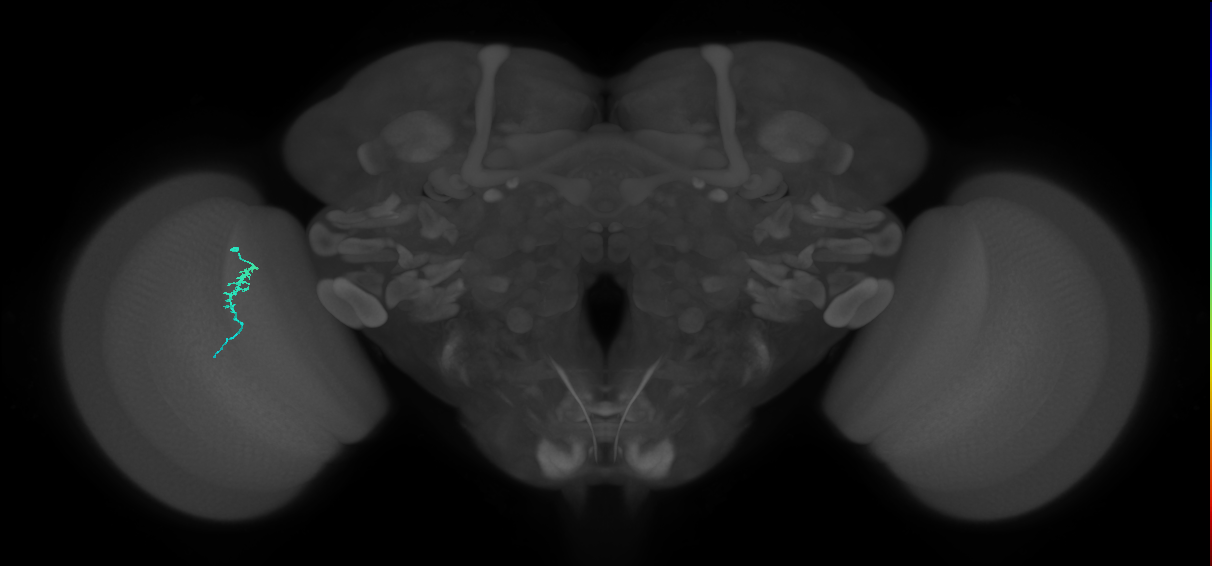 Dm3a_L (MaleCNS:214087)
