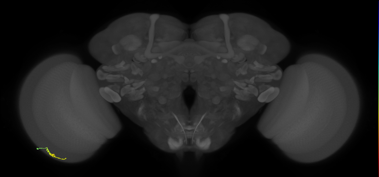 Dm3a_L (MaleCNS:211647)