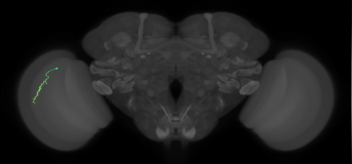 Dm3a_L (MaleCNS:168274)