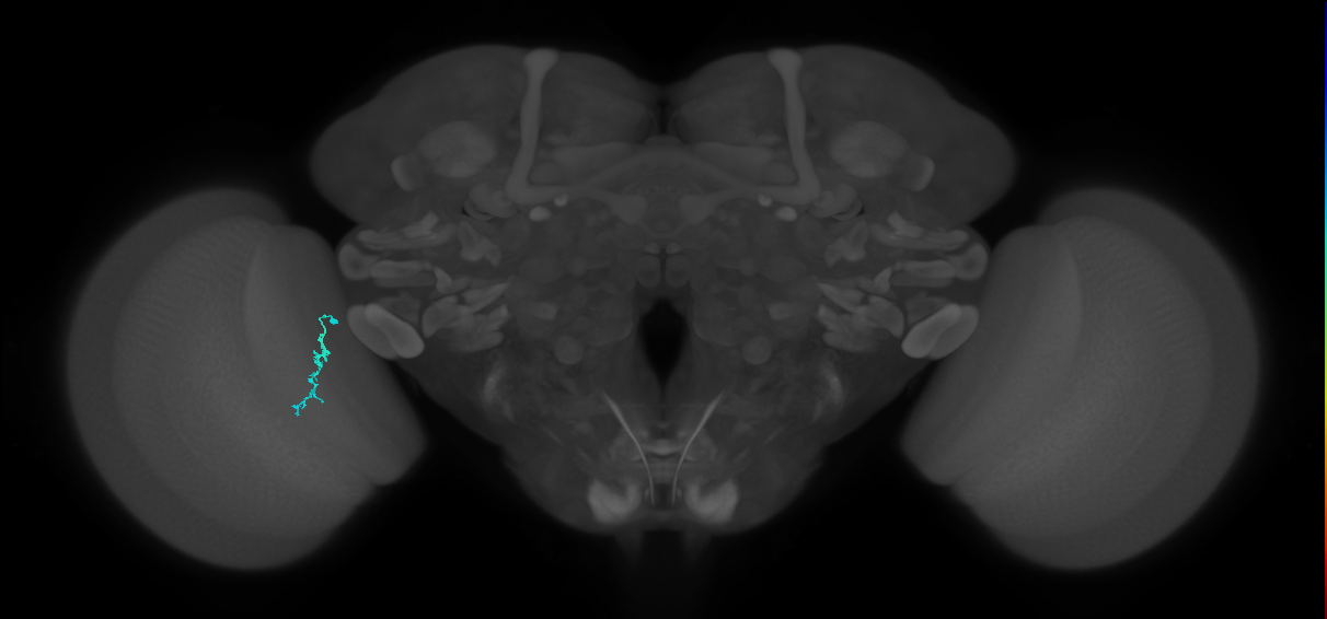 Dm3a_L (MaleCNS:580154)