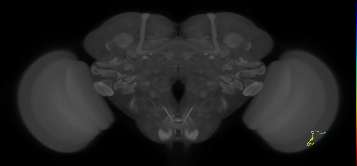 Dm3a_R (MaleCNS:124226)