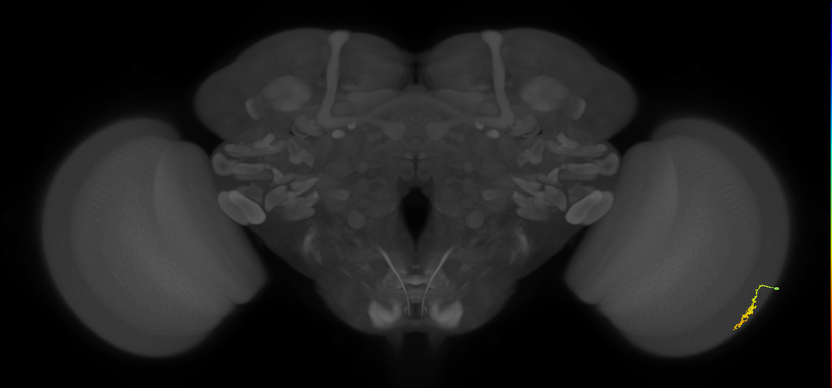 Dm3a_R (MaleCNS:125917)
