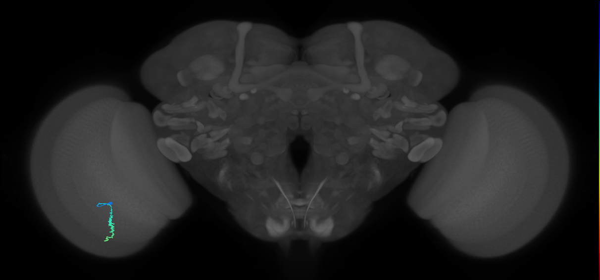 Dm3a_L (MaleCNS:552708)