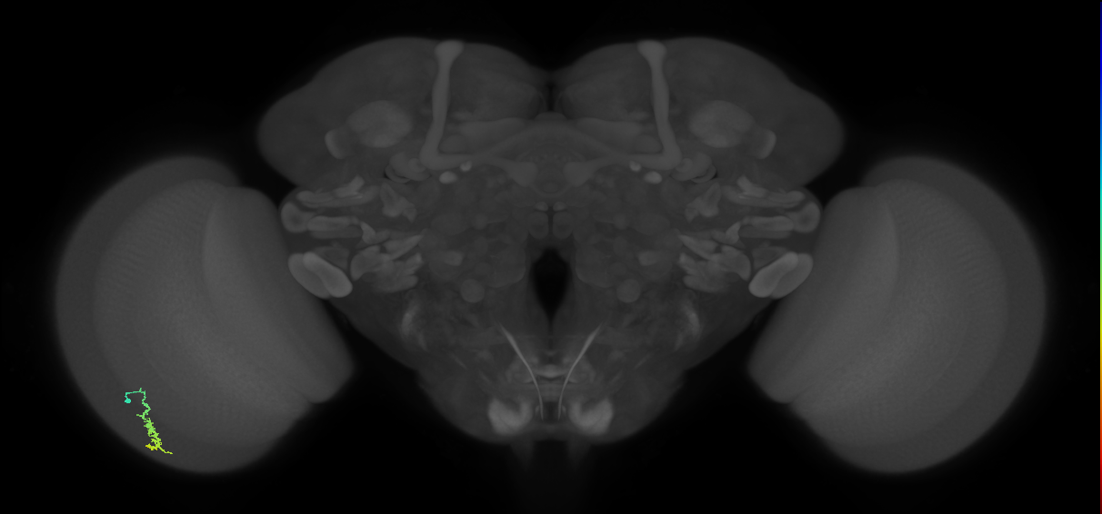 Dm3a_L (MaleCNS:111605)