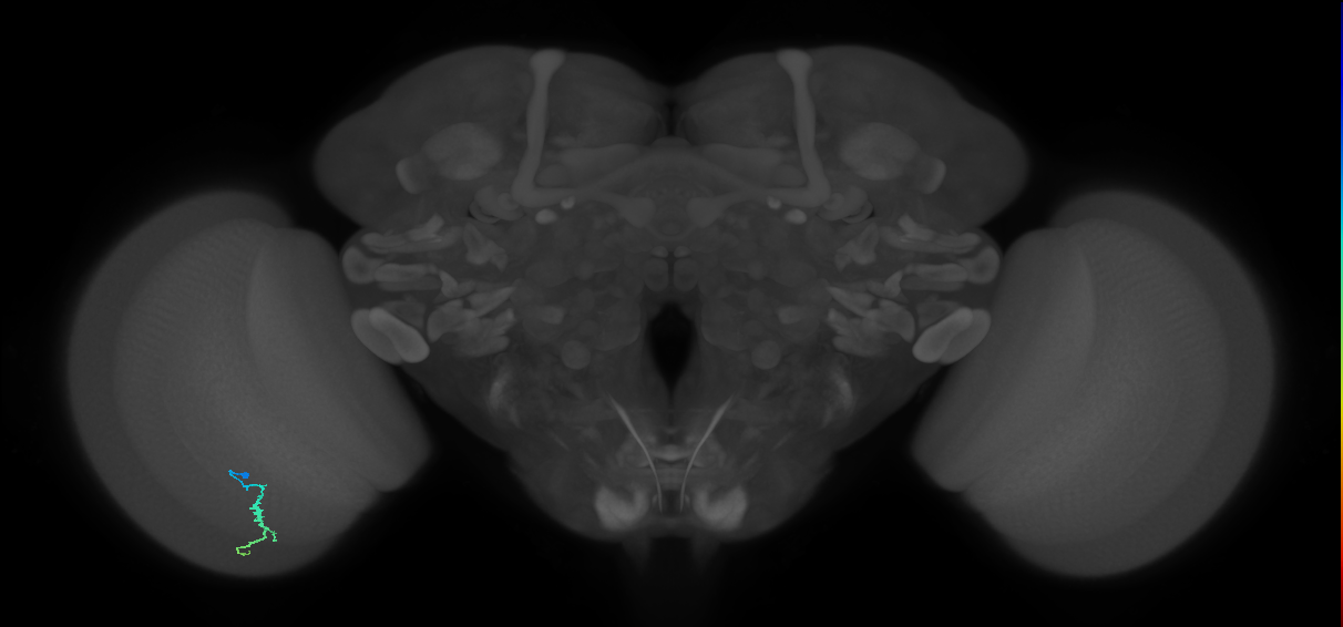 Dm3a_L (MaleCNS:67157)