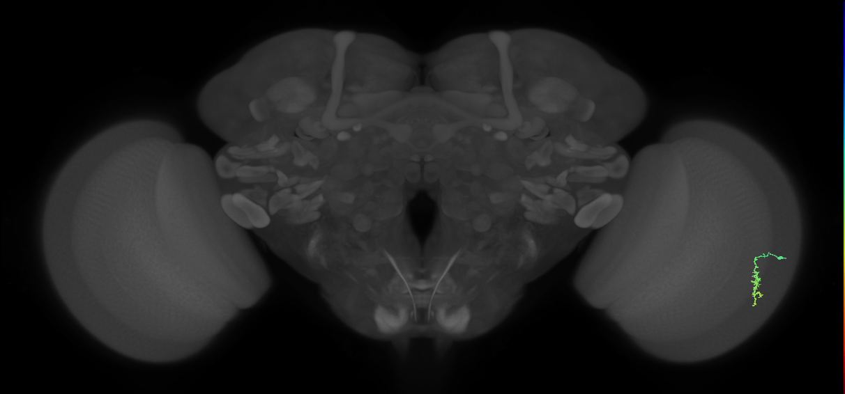 Dm3a_R (MaleCNS:120281)