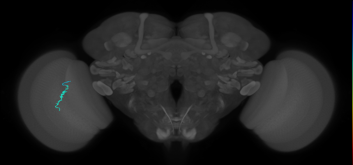 Dm3a_L (MaleCNS:536612)