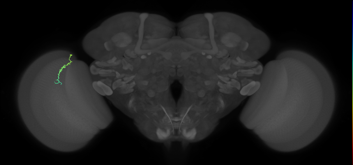 Dm3a_L (MaleCNS:207163)