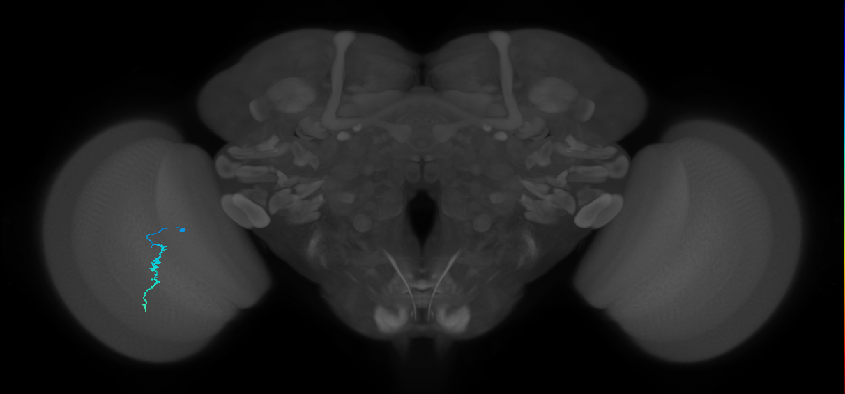 Dm3a_L (MaleCNS:132577)