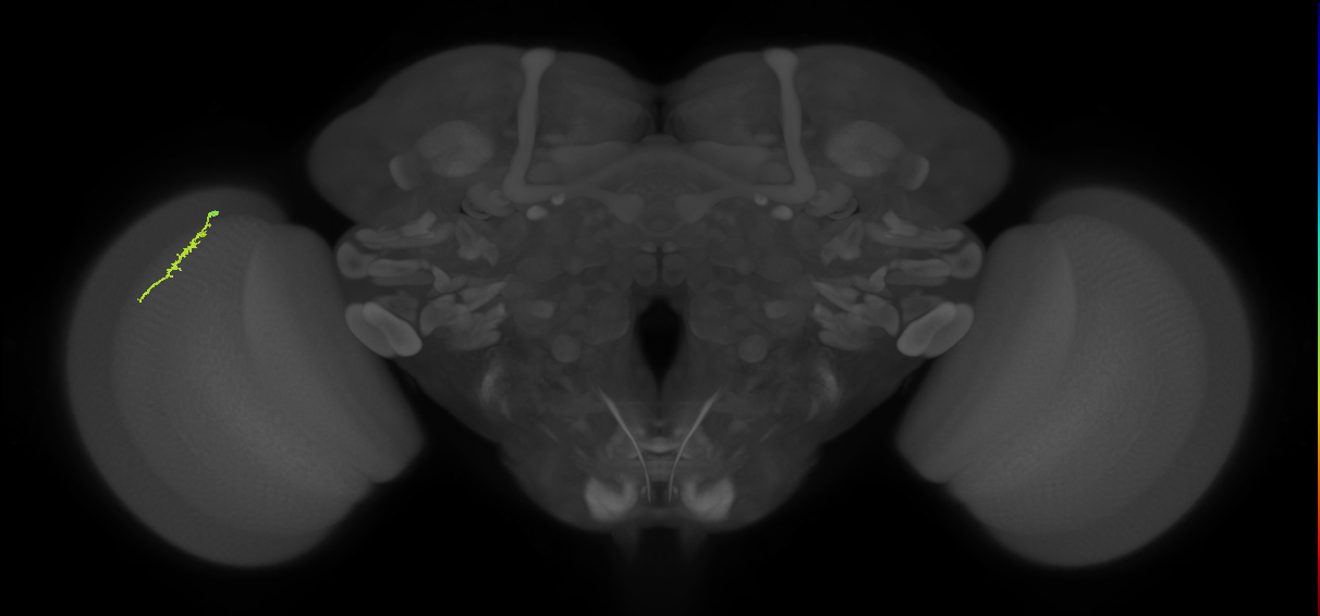 Dm3a_L (MaleCNS:154973)