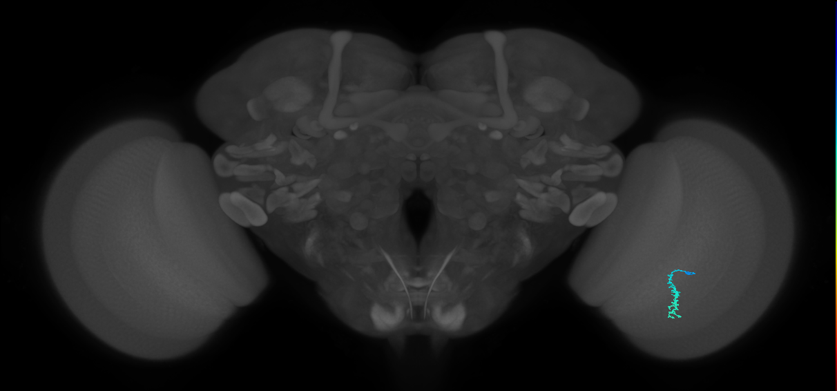 Dm3a_R (MaleCNS:147614)