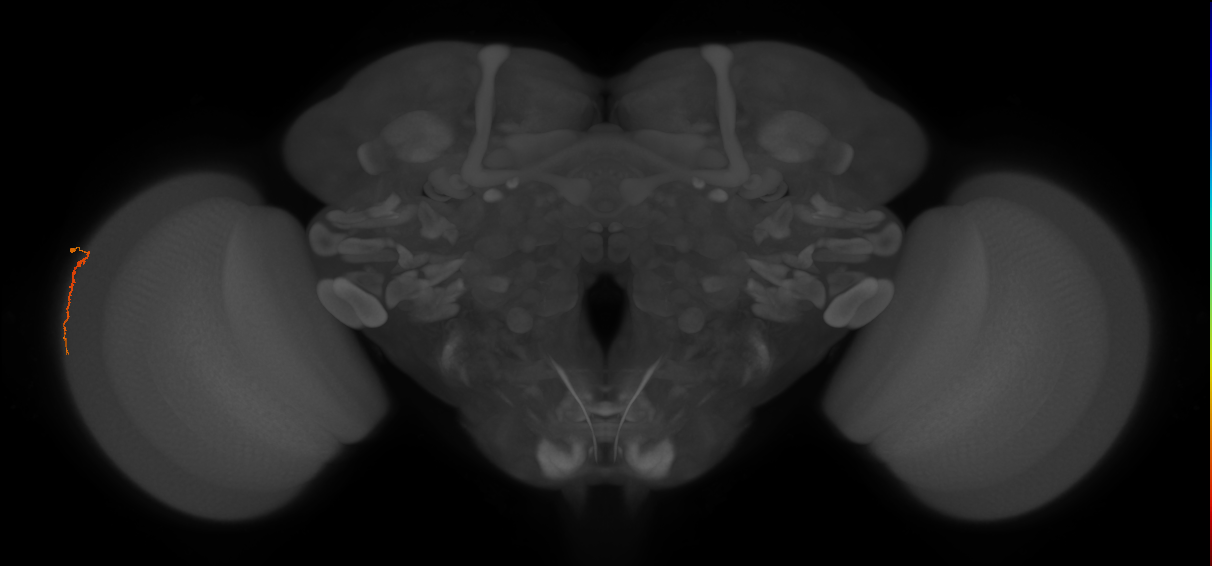 Dm3a_L (MaleCNS:167681)