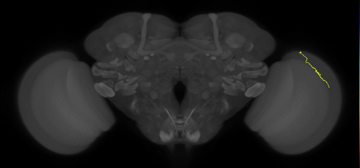 Dm3a_R (MaleCNS:139533)