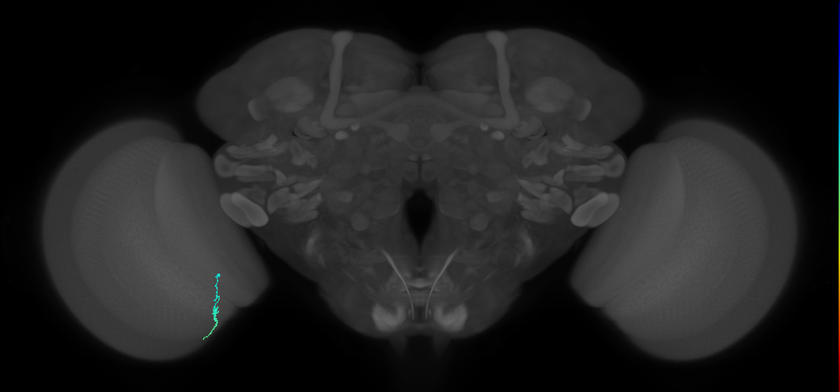 Dm3a_L (MaleCNS:154369)