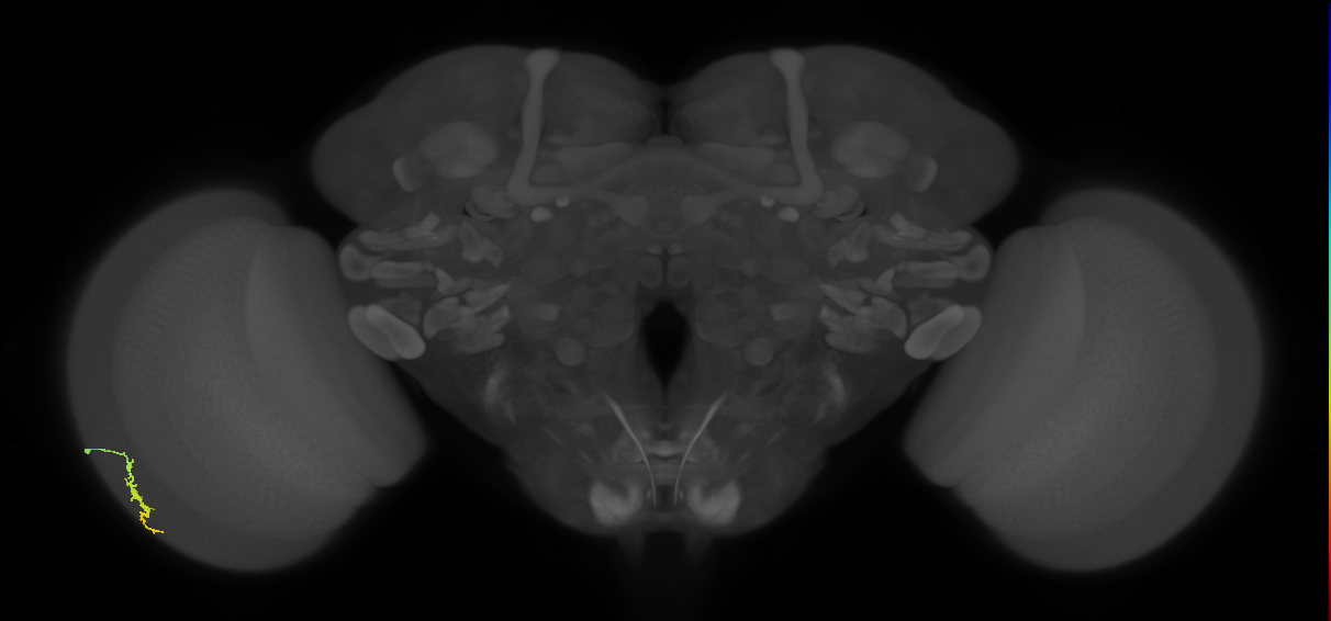 Dm3a_L (MaleCNS:77315)