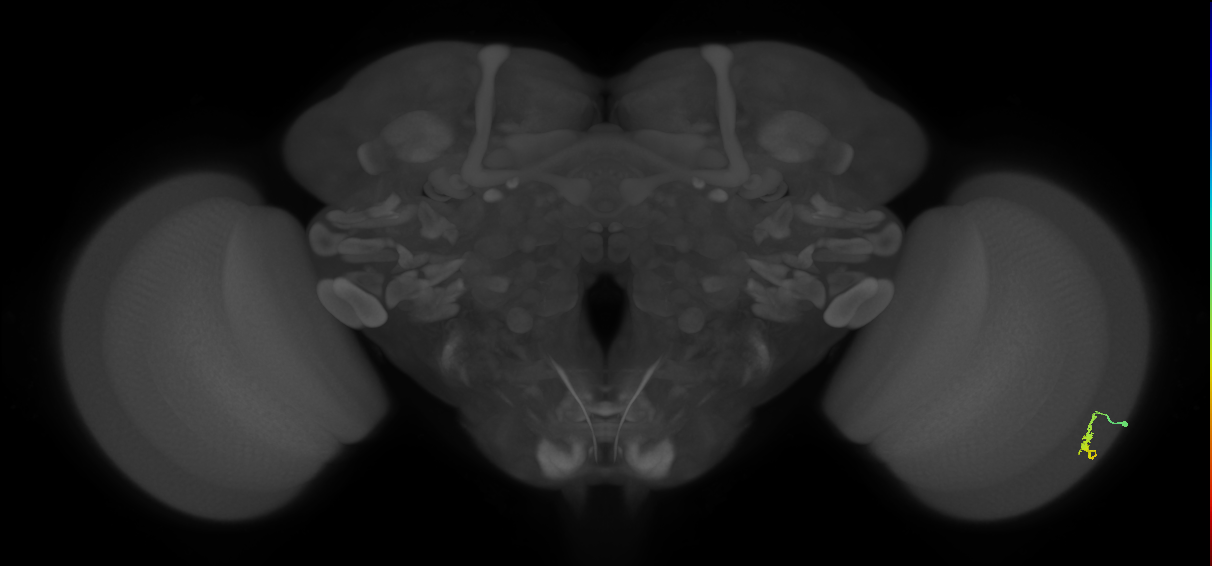 Dm3a_R (MaleCNS:117614)