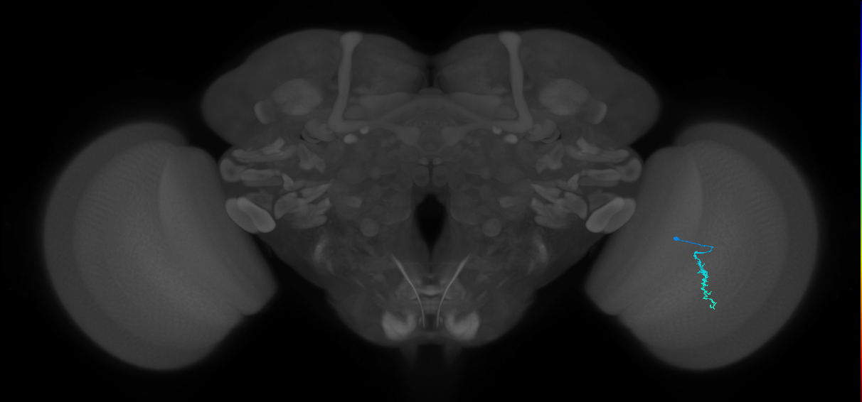 Dm3a_R (MaleCNS:143944)