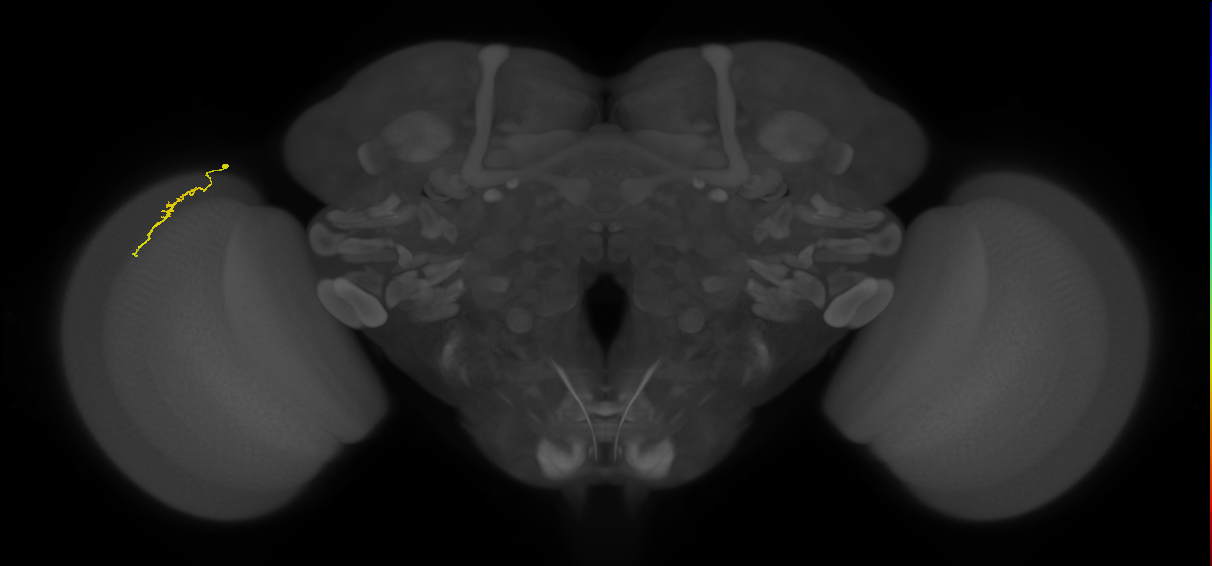 Dm3a_L (MaleCNS:156444)