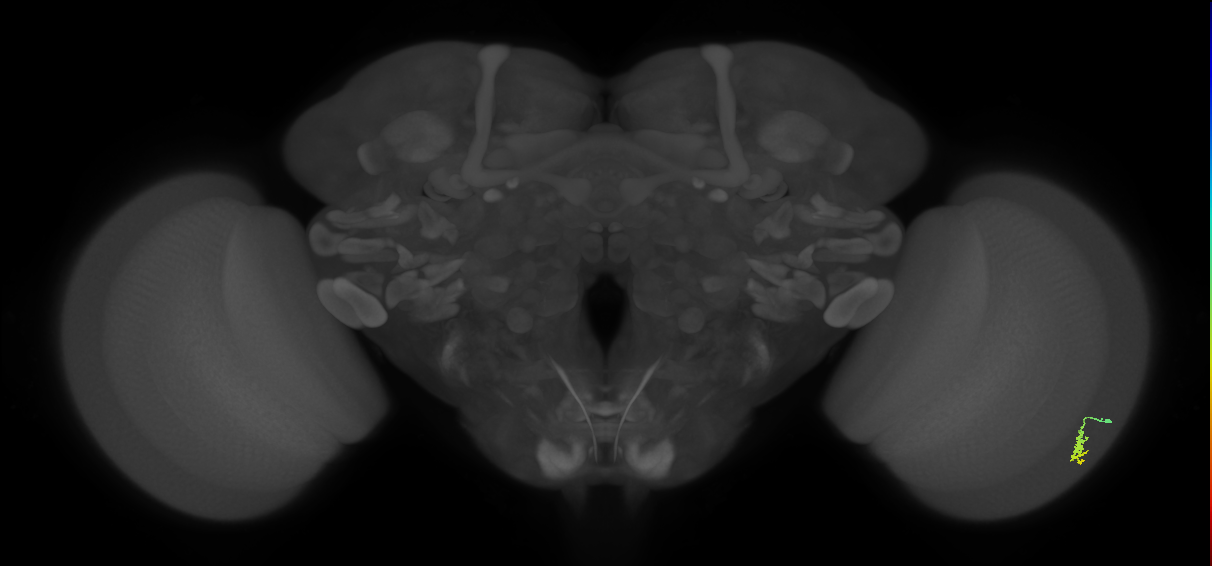 Dm3a_R (MaleCNS:120845)