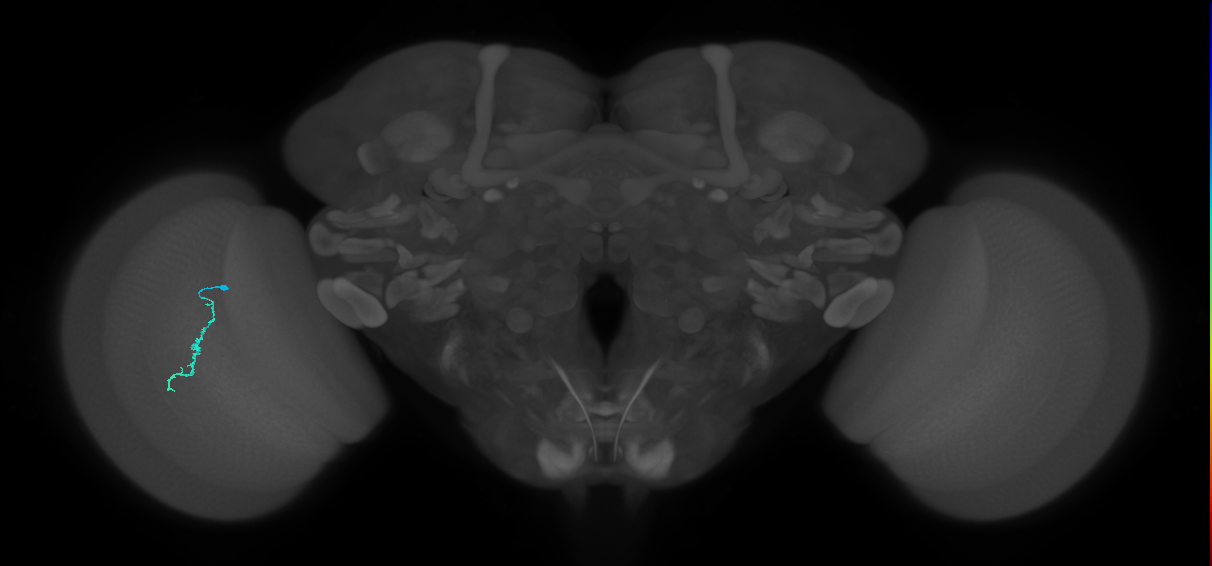 Dm3a_L (MaleCNS:222454)