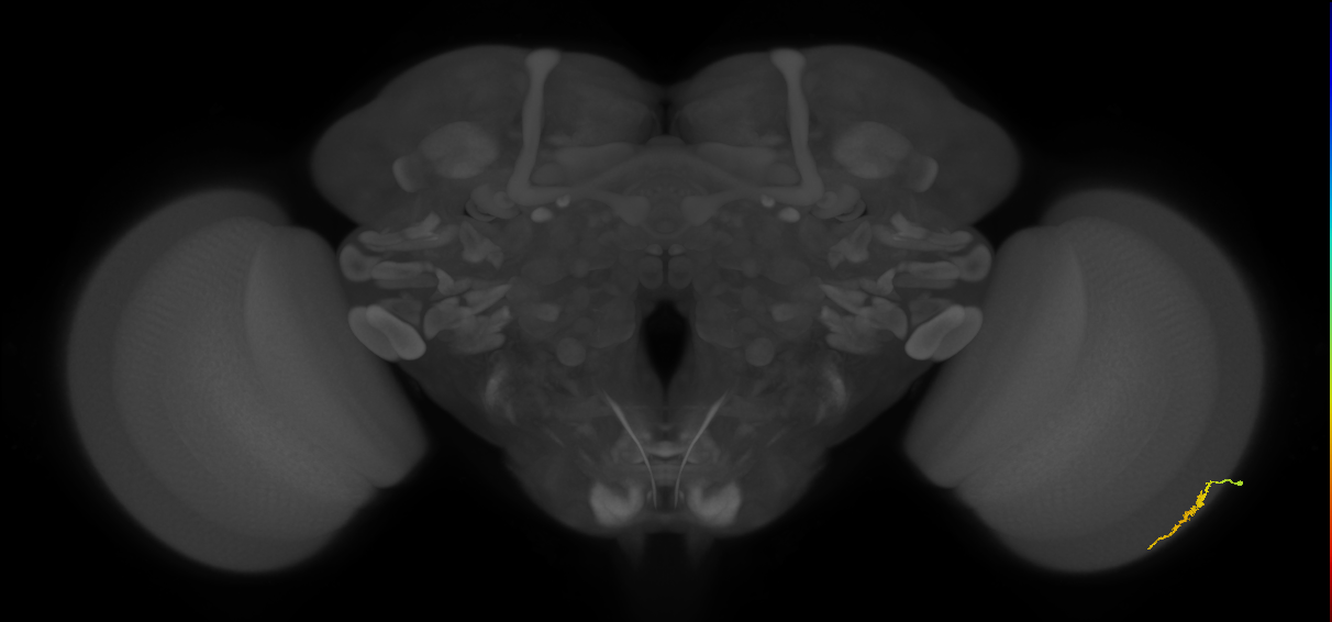 Dm3a_R (MaleCNS:130272)