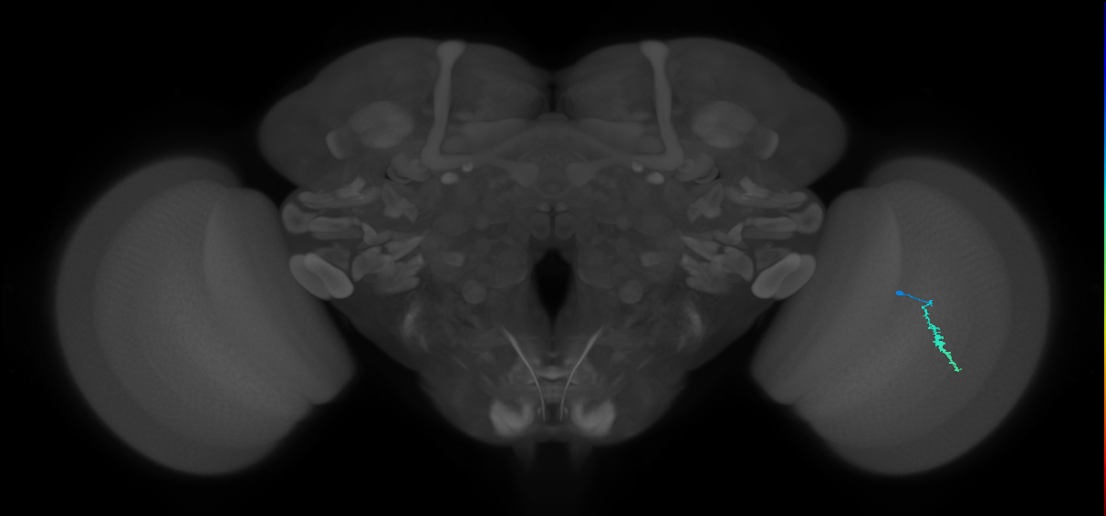 Dm3a_R (MaleCNS:148226)