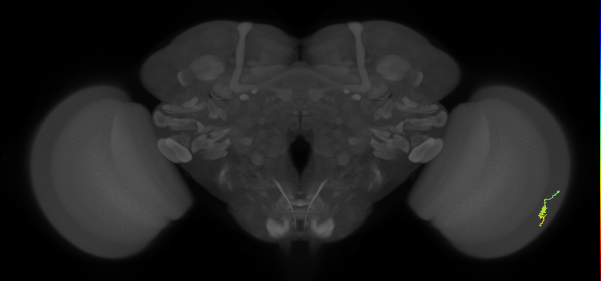 Dm3a_R (MaleCNS:110902)