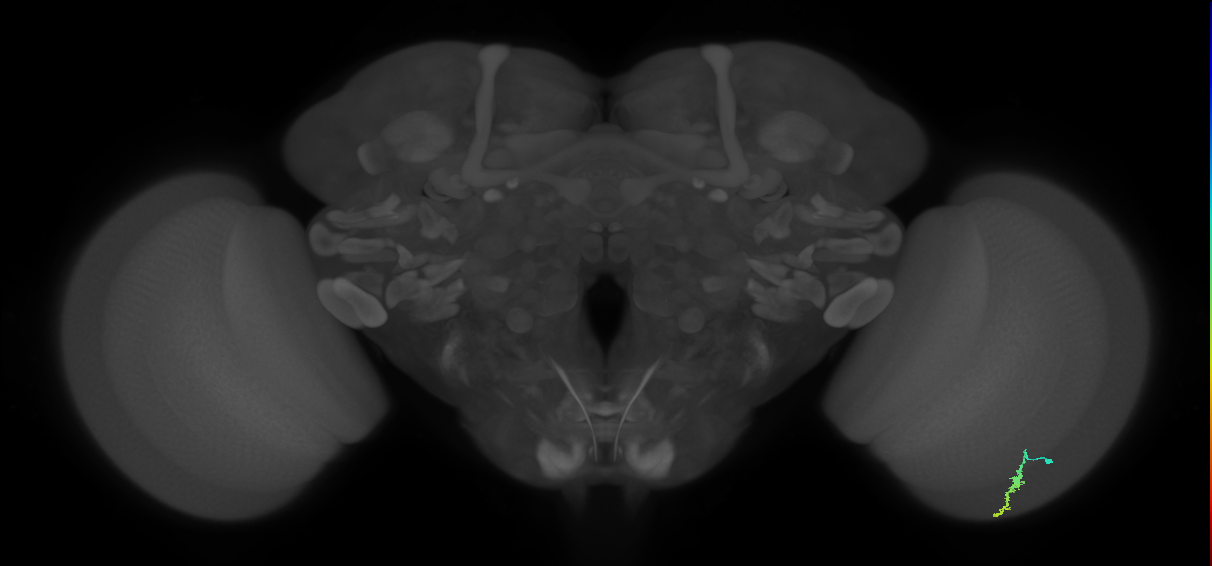 Dm3a_R (MaleCNS:172863)