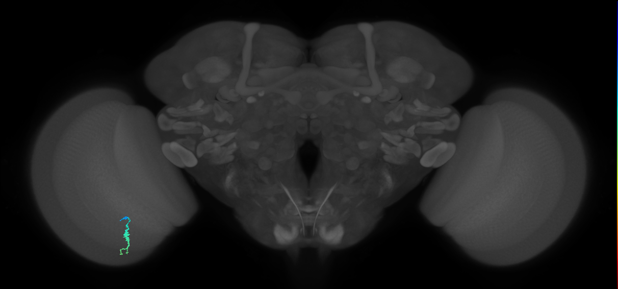 Dm3a_L (MaleCNS:564309)