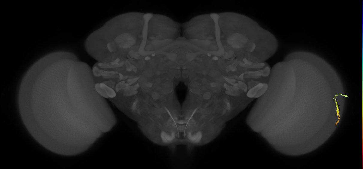 Dm3a_R (MaleCNS:153766)