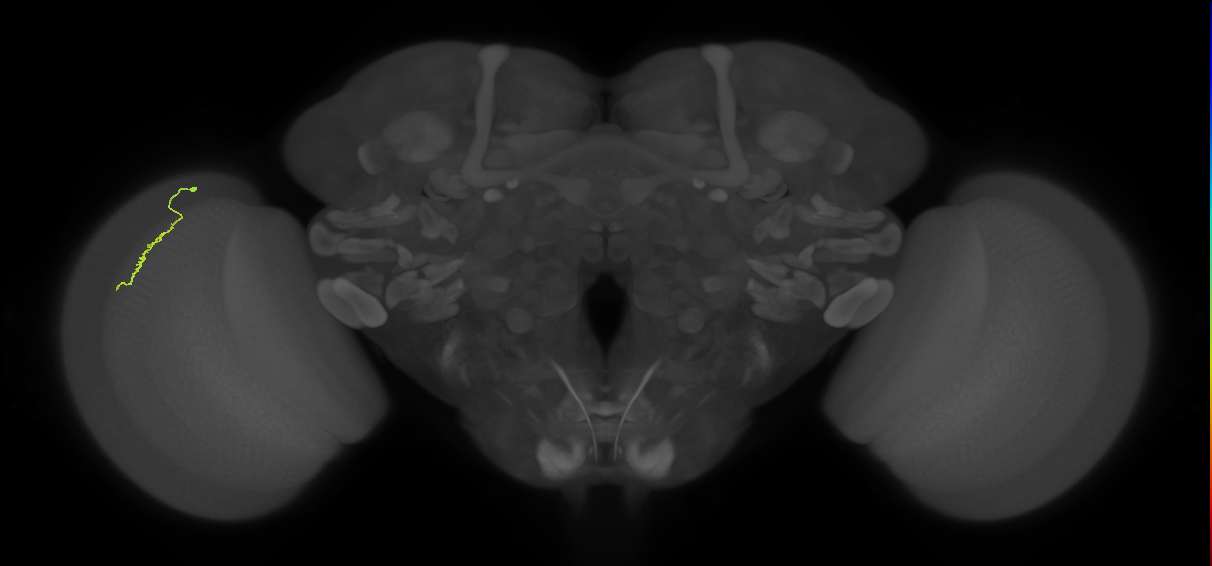 Dm3a_L (MaleCNS:563556)