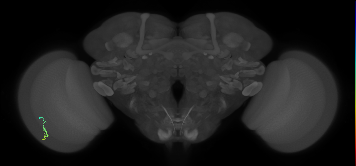 Dm3a_L (MaleCNS:124224)