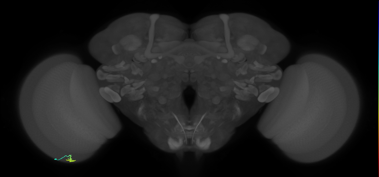 Dm3a_L (MaleCNS:214694)