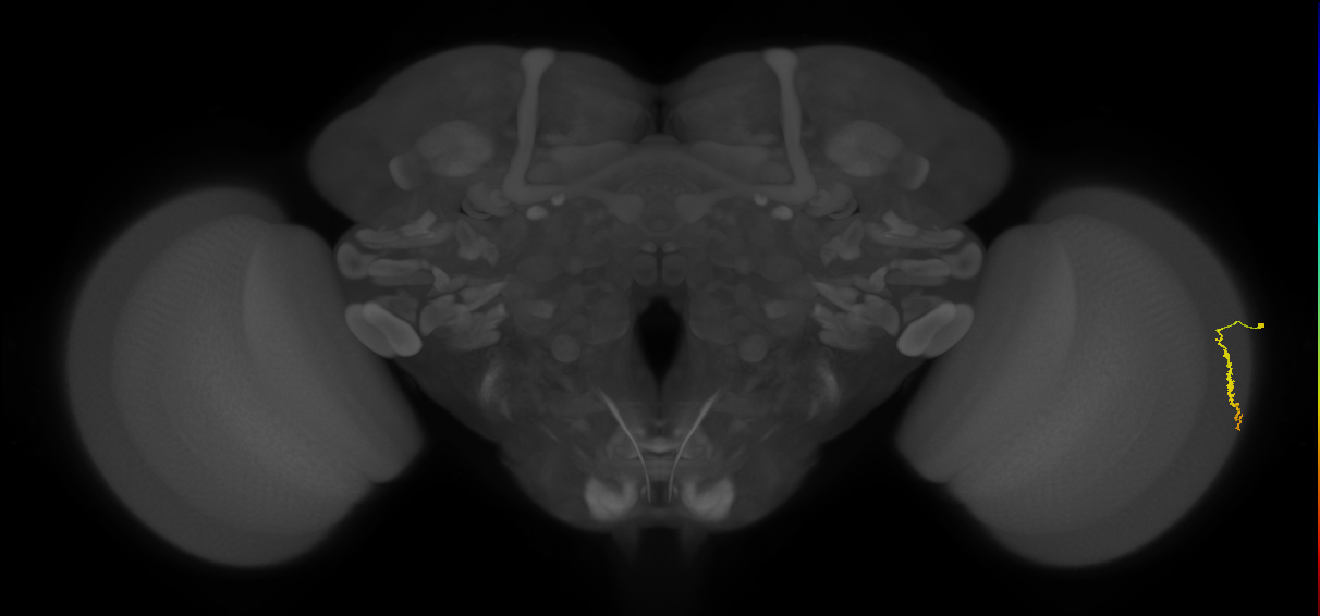 Dm3a_R (MaleCNS:166421)