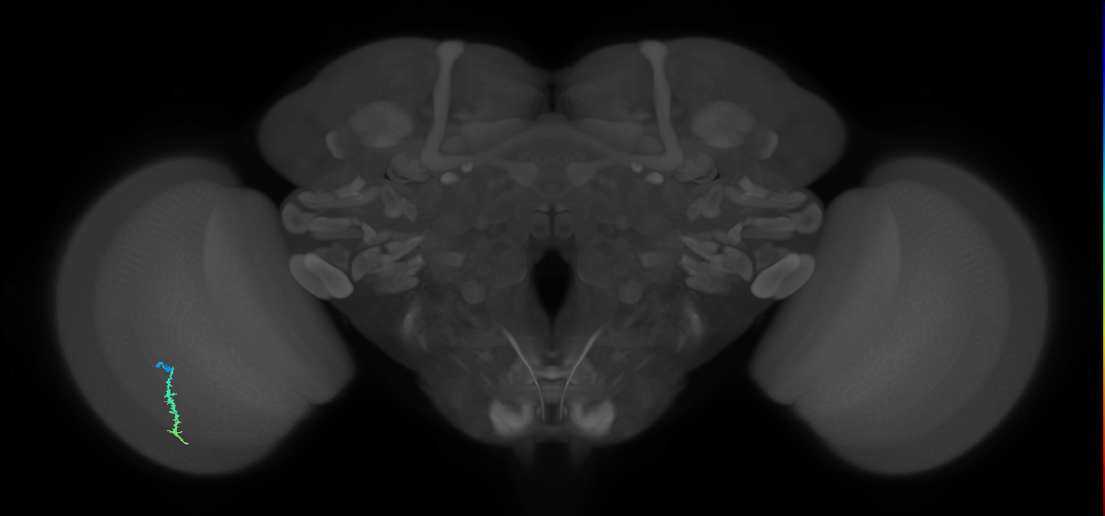 Dm3a_L (MaleCNS:139830)
