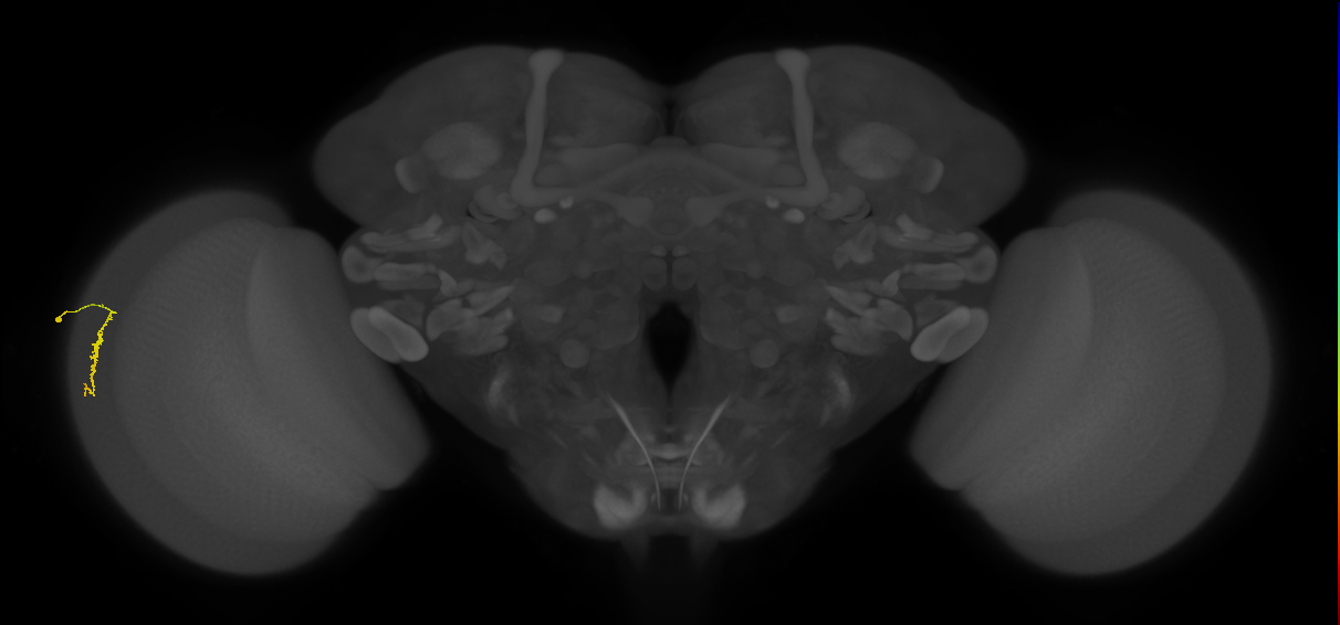 Dm3a_L (MaleCNS:131701)