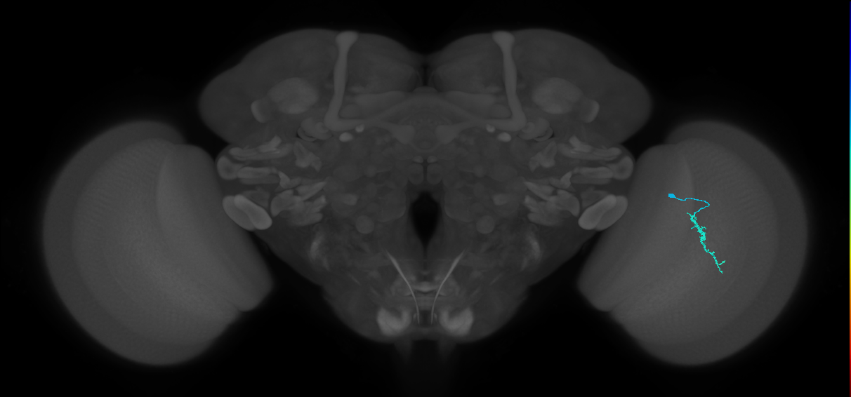 Dm3a_R (MaleCNS:128582)