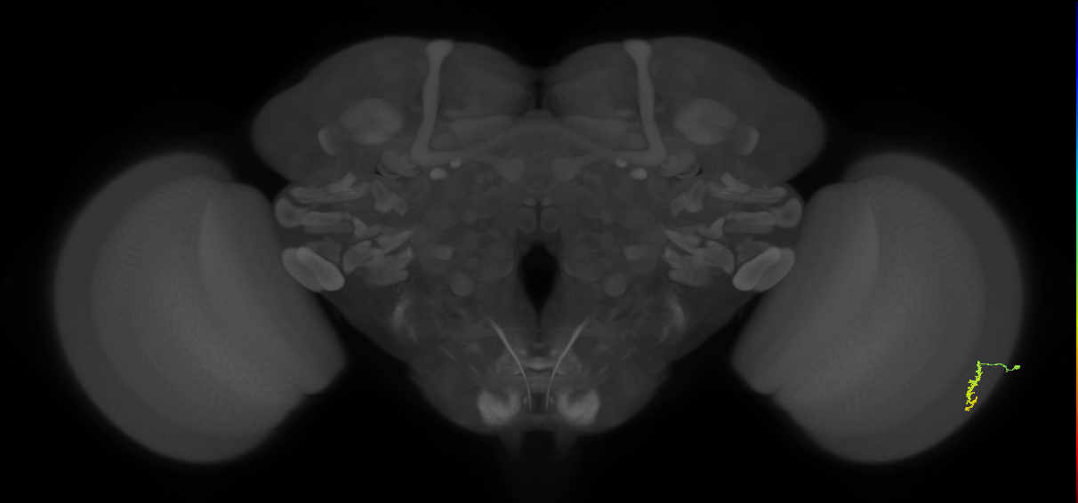 Dm3a_R (MaleCNS:122559)