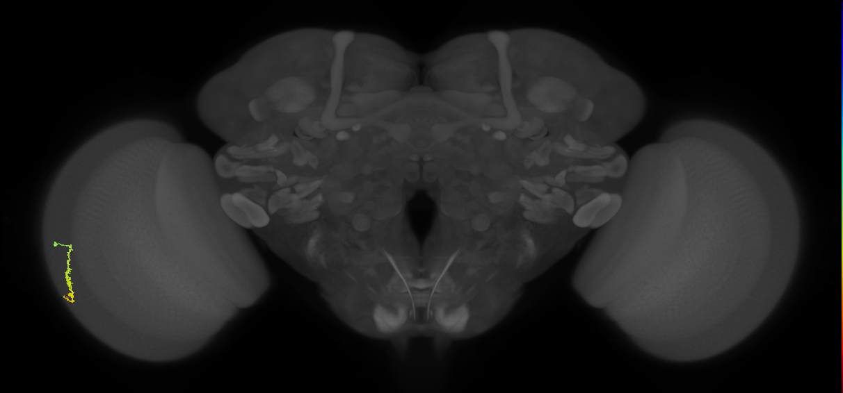Dm3a_L (MaleCNS:209988)