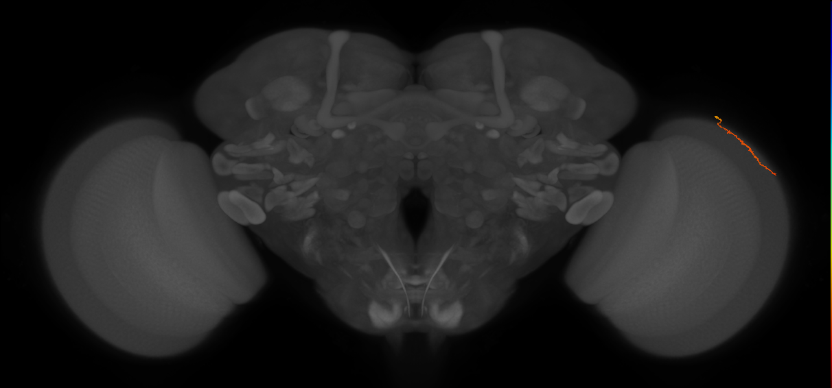 Dm3a_R (MaleCNS:159672)