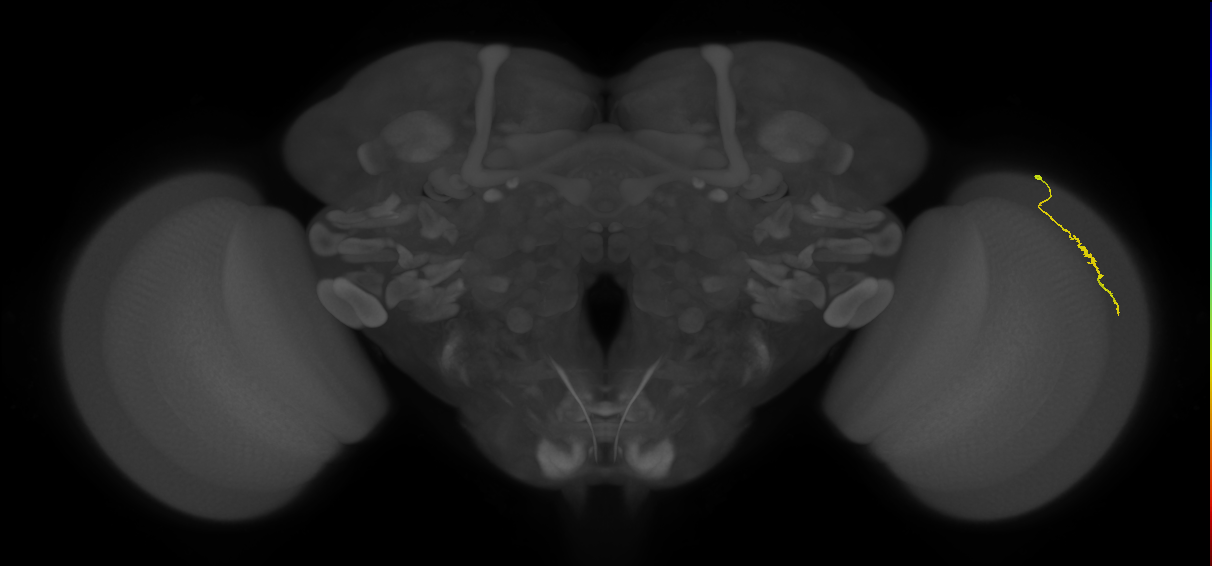 Dm3a_R (MaleCNS:144086)