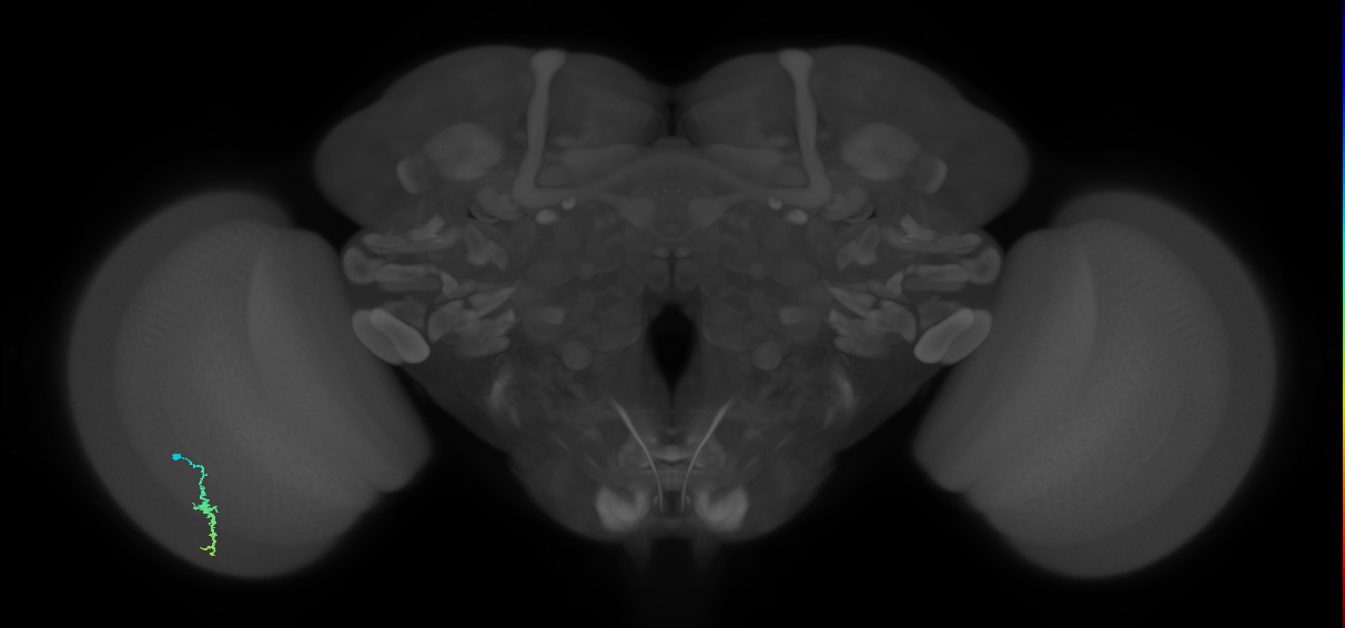 Dm3a_L (MaleCNS:163237)